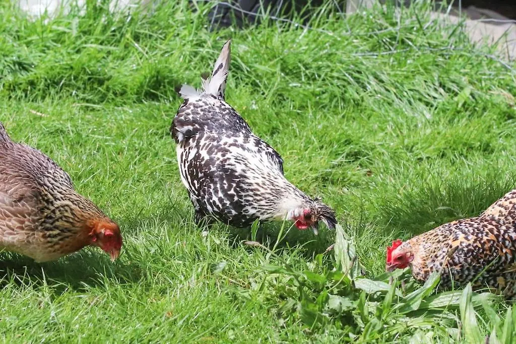 Gite A La Ferme Questembert